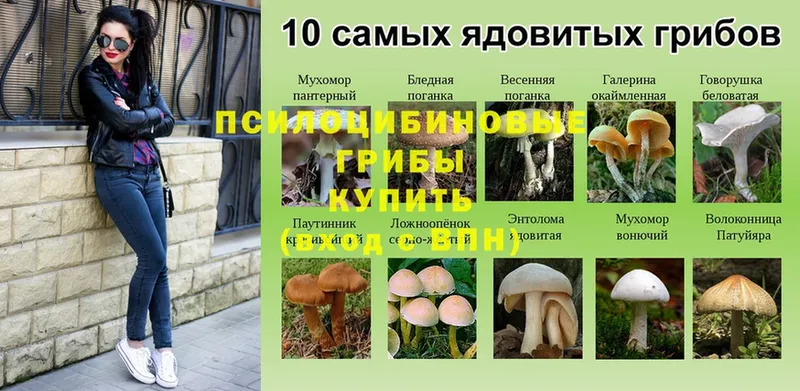 Галлюциногенные грибы MAGIC MUSHROOMS  Ефремов 